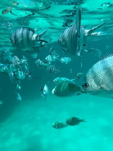From Zanzibar: Blue Lagoon Snorkeling and Starfish Point Tour