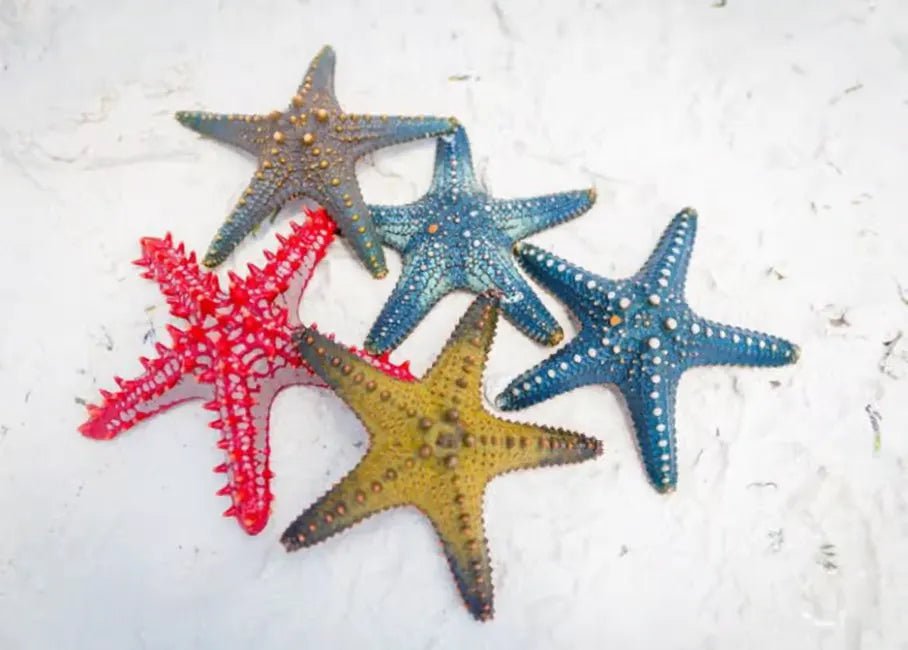From Zanzibar: Blue Lagoon Snorkeling and Starfish Point Tour