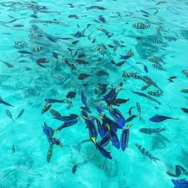 From Zanzibar: Blue Lagoon Snorkeling and Starfish Point Tour