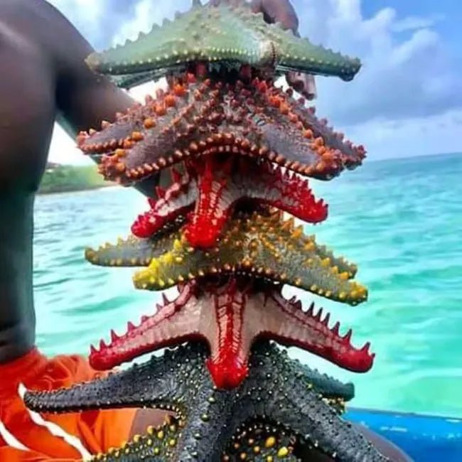 From Zanzibar: Blue Lagoon Snorkeling and Starfish Point Tour