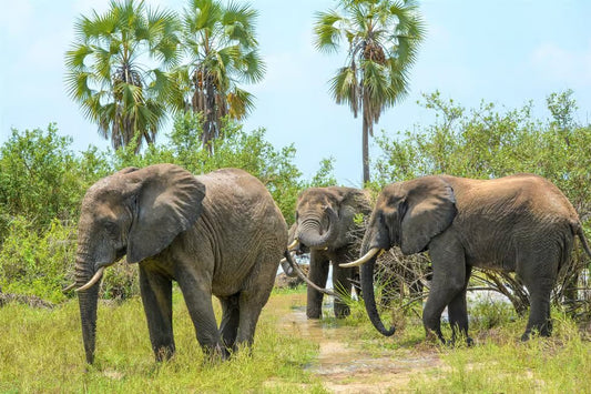 From Zanzibar: Bush Safari to Nyerere National Park by Air
