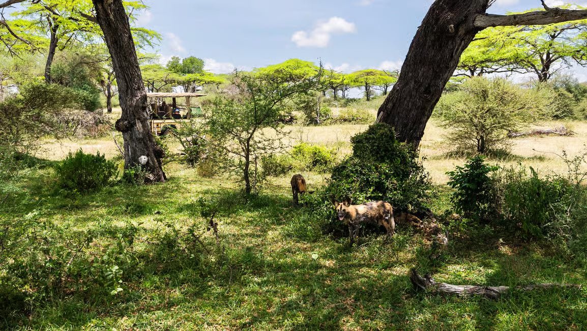 From Zanzibar: Bush Safari to Nyerere National Park by Air