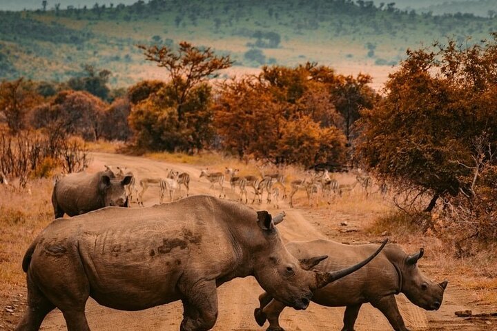 From Zanzibar: Day Trip to Mikumi National Park with Flight and Game Drive