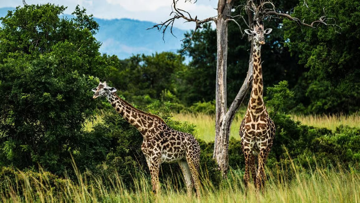 From Zanzibar: Mikumi National Park 1 - Day Safari by Flight