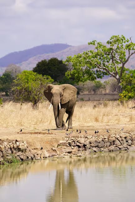 From Zanzibar: Mikumi National Park 1 - Day Safari by Flight