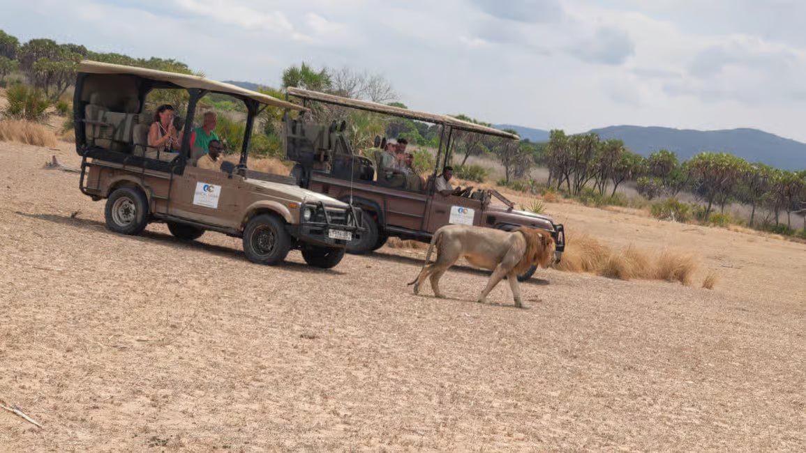 From Zanzibar: Mikumi National Park 1 - Day Safari by Flight