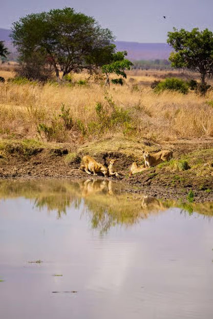 From Zanzibar: Mikumi National Park 1 - Day Safari by Flight