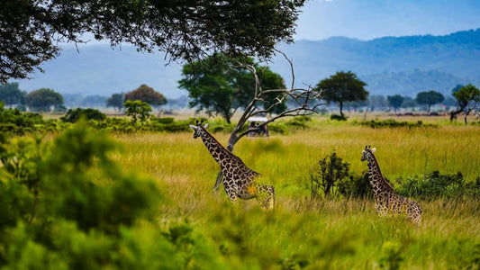 From Zanzibar: Mikumi National Park 1 - Day Safari by Flight
