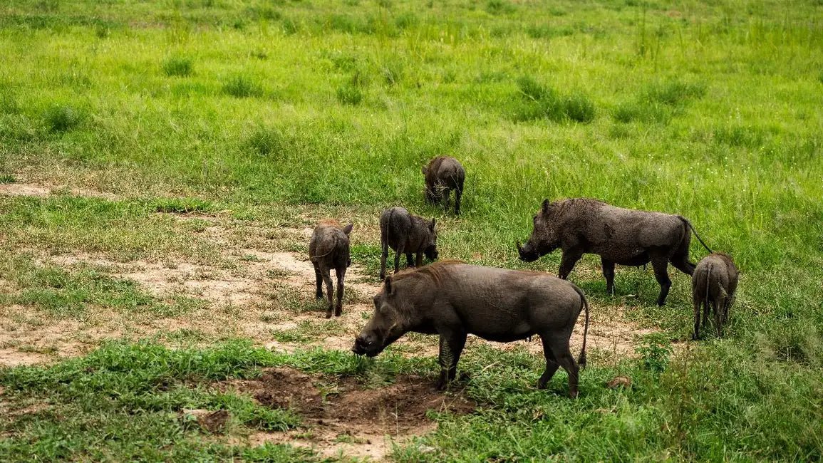 From Zanzibar: Mikumi National Park 1 - Day Safari by Flight