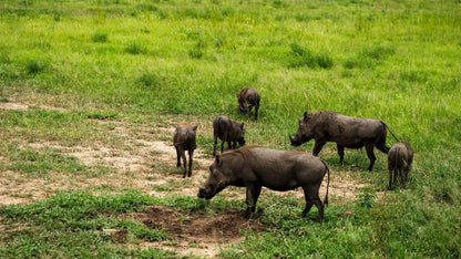 From Zanzibar: Mikumi National Park 1 - Day Safari by Flight