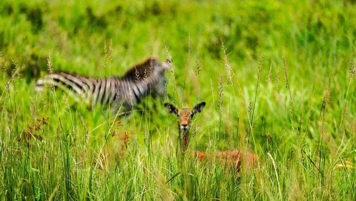 From Zanzibar: Mikumi National Park 1 - Day Safari by Flight