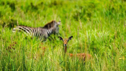 From Zanzibar: Mikumi National Park 1 - Day Safari by Flight