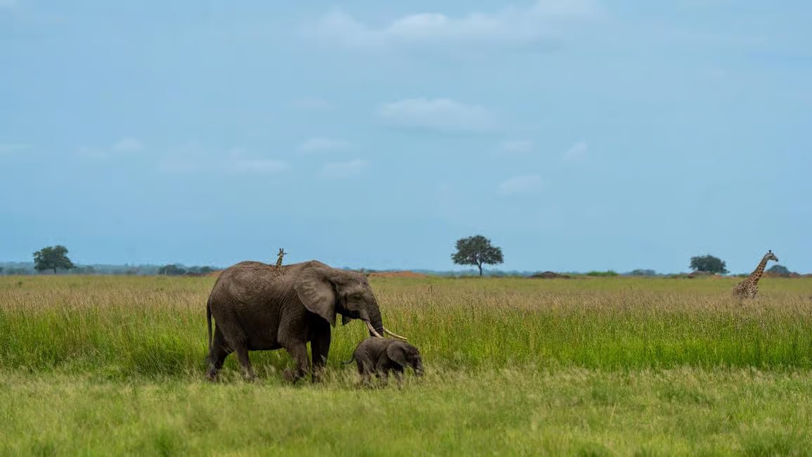 From Zanzibar: Mikumi National Park 1 - Day Safari by Flight