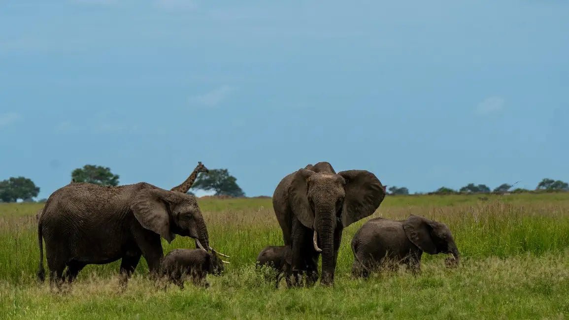 From Zanzibar: Mikumi National Park 1 - Day Safari by Flight