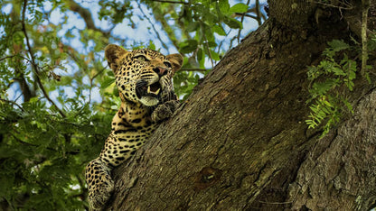 From Zanzibar: Mikumi National Park 1 - Day Safari by Flight