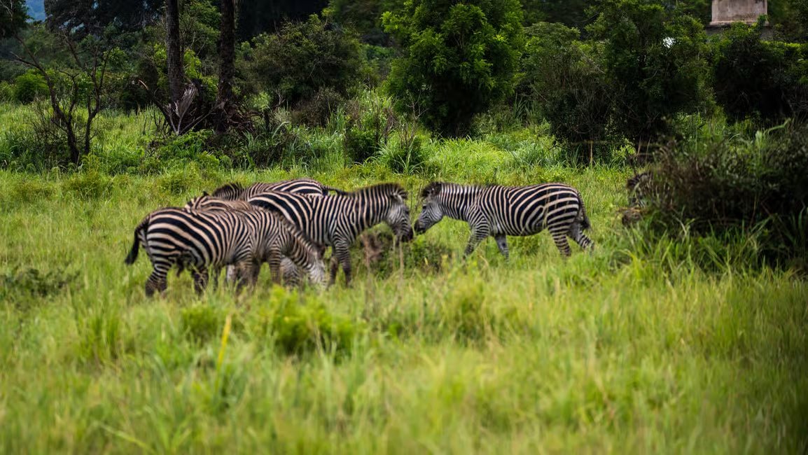 From Zanzibar: Mikumi National Park 1 - Day Safari by Flight