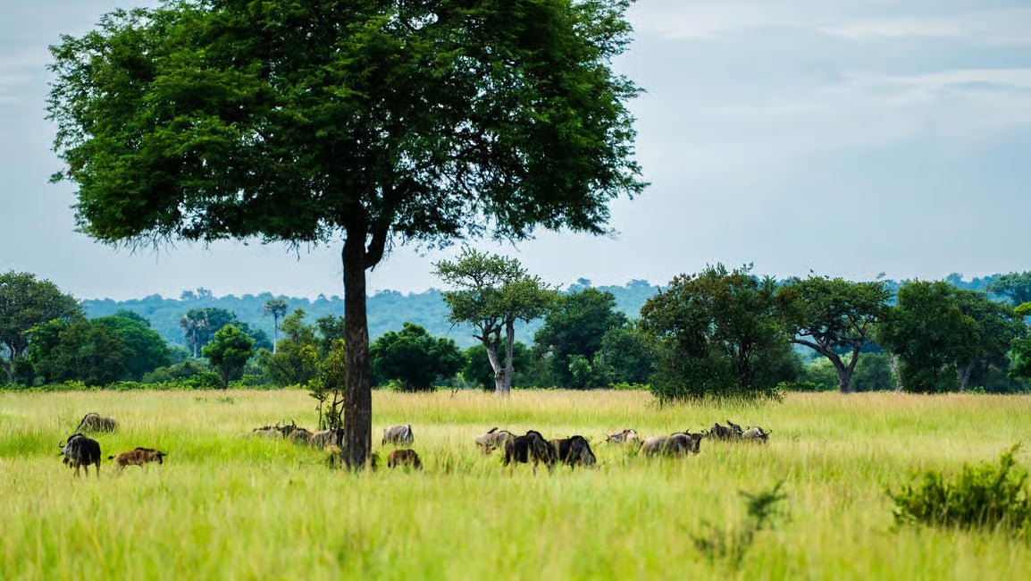 From Zanzibar: Mikumi National Park 1 - Day Safari by Flight
