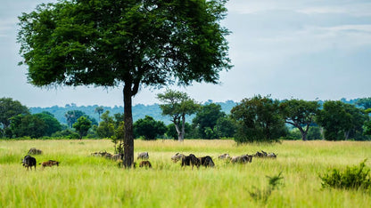 From Zanzibar: Mikumi National Park 1 - Day Safari by Flight