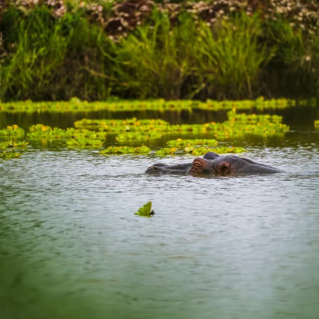 From Zanzibar: Mikumi National Park 1 - Day Safari by Flight