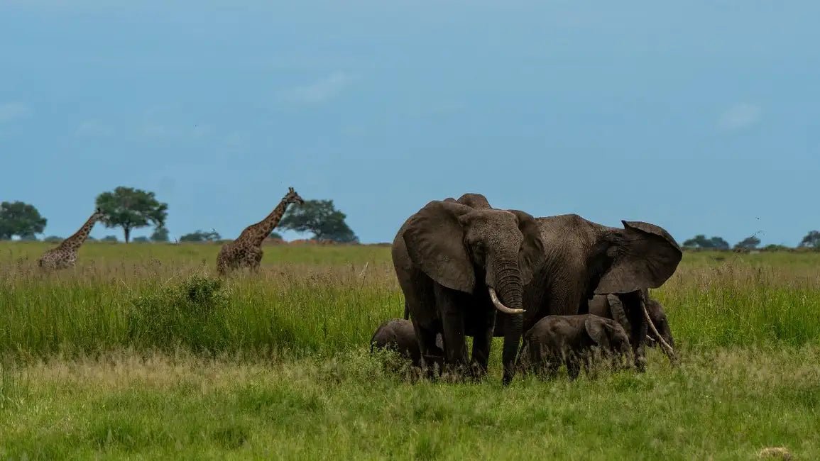 From Zanzibar: Mikumi National Park 1 - Day Safari by Flight