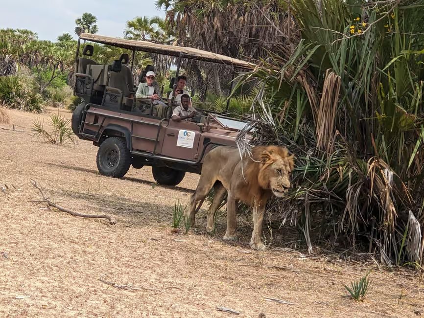 From Zanzibar: Mikumi National Park 1 - Day Safari by Flight