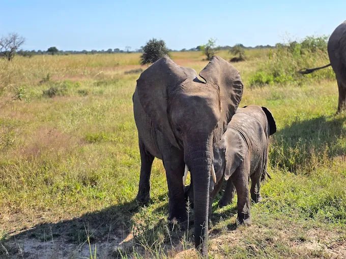 From Zanzibar: Mikumi National Park Day Safari by Flight