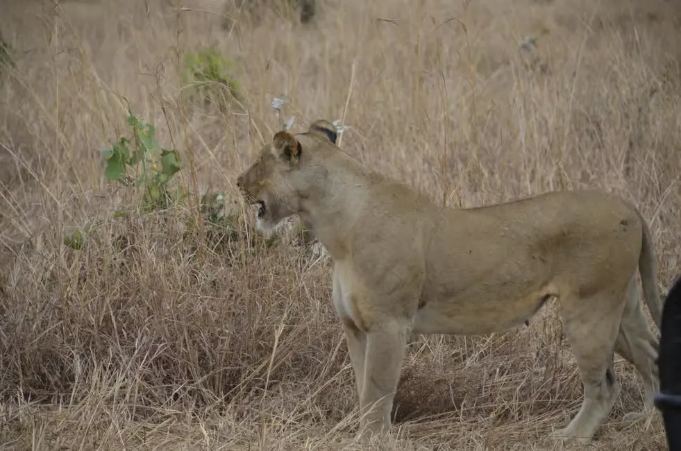 From Zanzibar: Mikumi National Park Day Safari by Flight