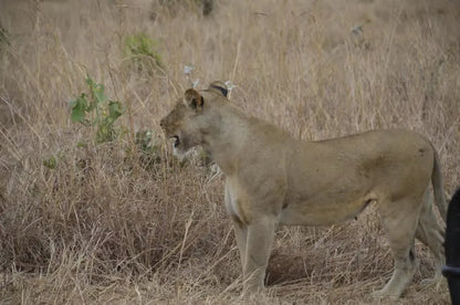From Zanzibar: Mikumi National Park Day Safari by Flight