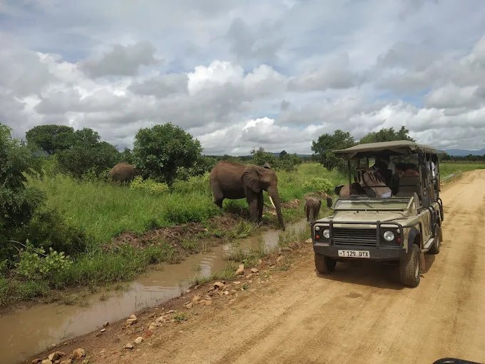 From Zanzibar: Mikumi National Park Day Safari by Flight