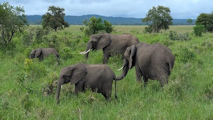 From Zanzibar: Mikumi National Park Day Safari by Flight