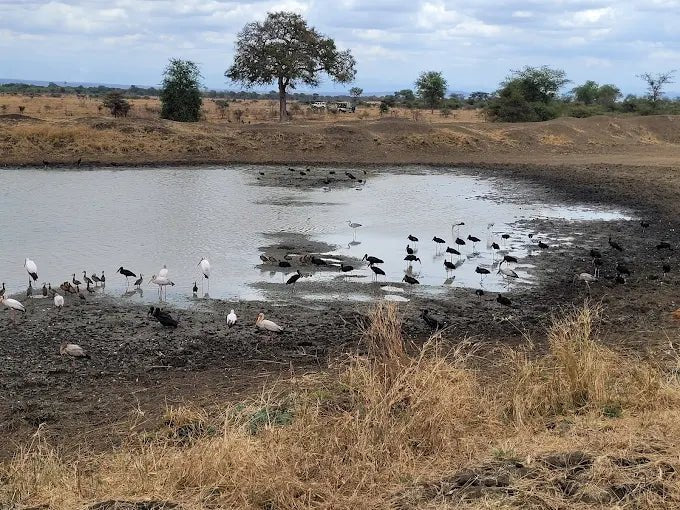 From Zanzibar: Mikumi National Park Day Safari by Flight