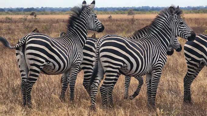 From Zanzibar: Mikumi National Park Day Safari by Flight