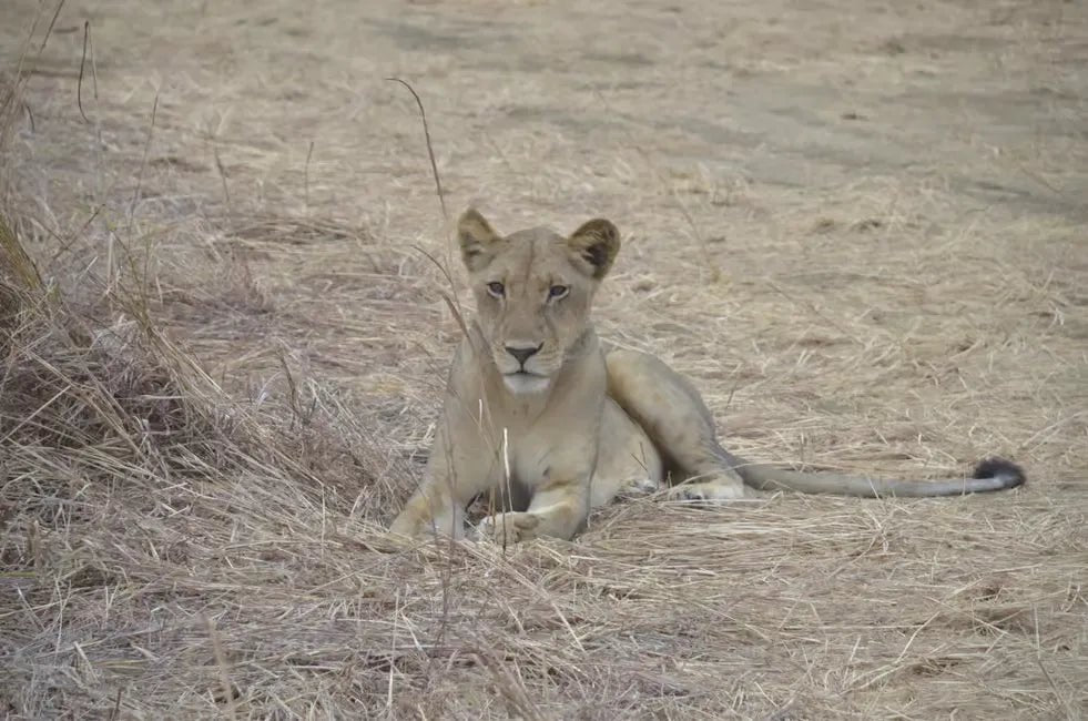 From Zanzibar: Mikumi National Park Day Safari by Flight