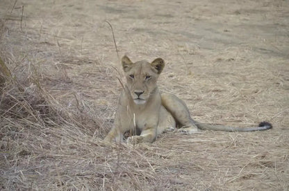 From Zanzibar: Mikumi National Park Day Safari by Flight