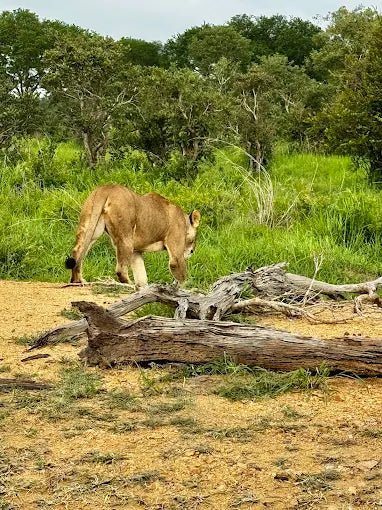 From Zanzibar: Mikumi National Park Day Safari by Flight