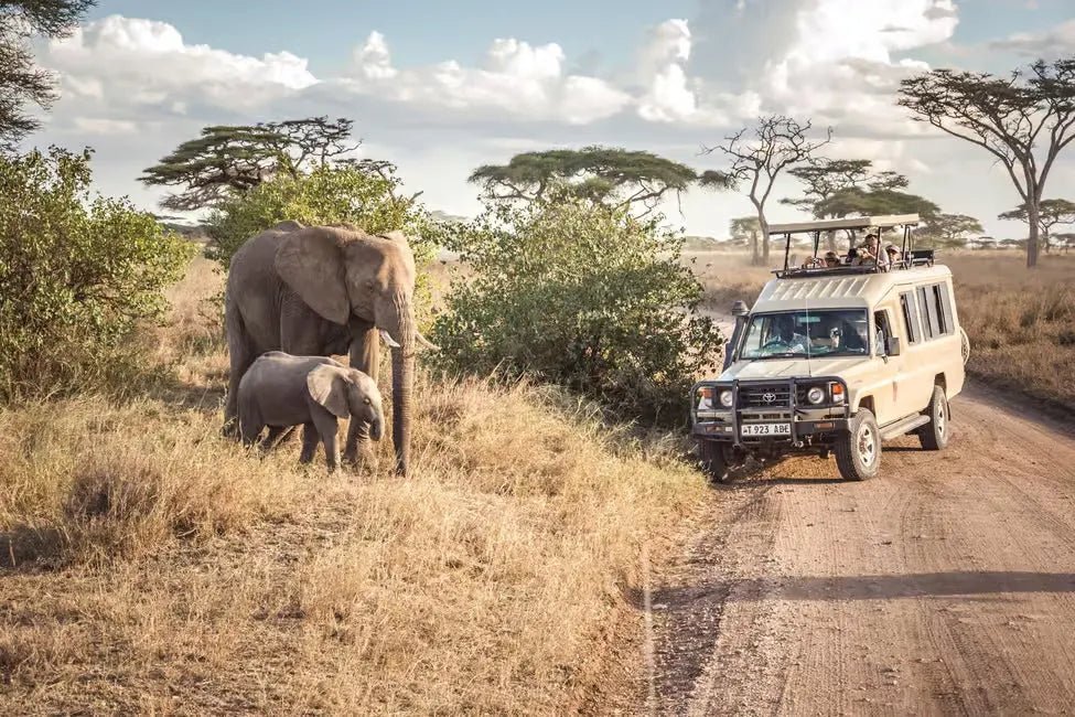 From Zanzibar: Mikumi National Park Day Safari with Flights