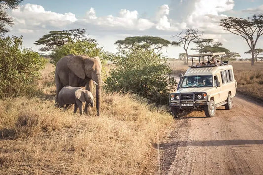 From Zanzibar: Mikumi National Park Day Safari with Flights