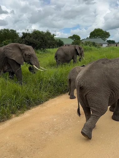 From Zanzibar: Mikumi National Park Day Trip with Flights