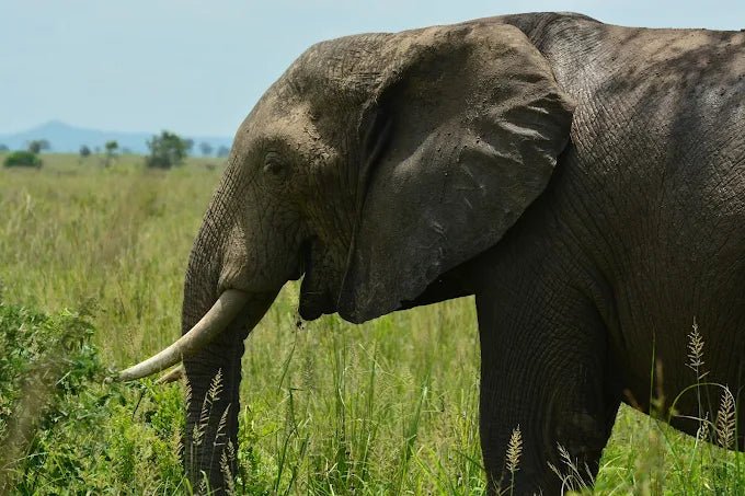 From Zanzibar: Mikumi National Park Day Trip with Flights