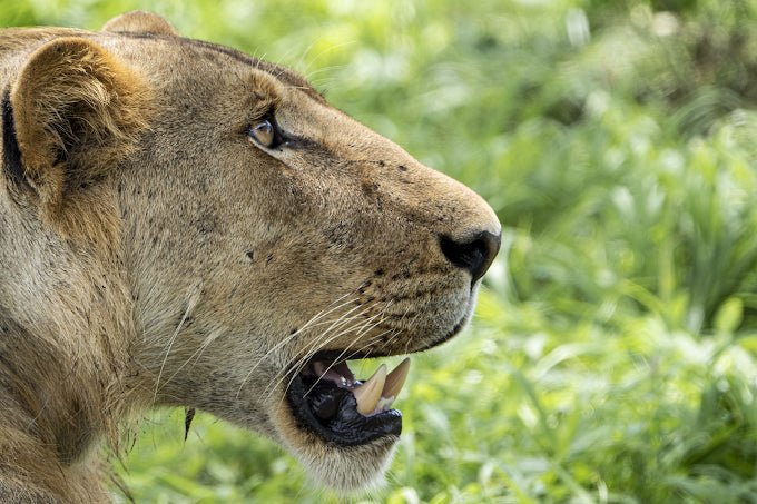 From Zanzibar: Mikumi National Park Day Trip with Flights