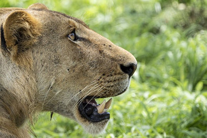 From Zanzibar: Mikumi National Park Day Trip with Flights