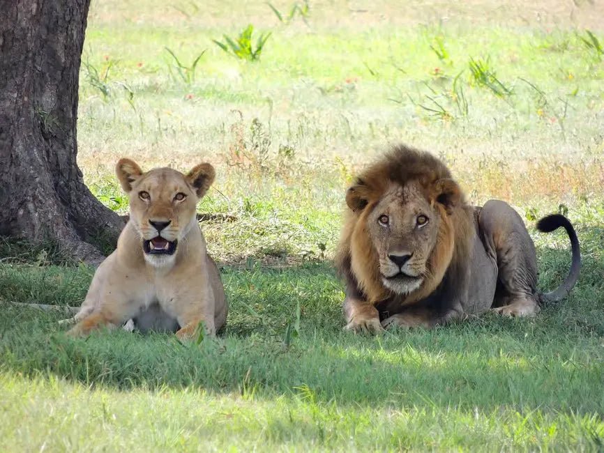 From Zanzibar: Mikumi National Park Day Trip with Flights