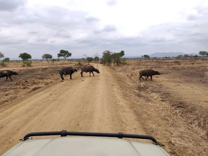 From Zanzibar: Mikumi National Park Day Trip with Flights, Jeep Safari and Lunch