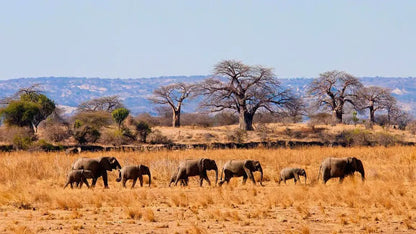 From Zanzibar: Mikumi National Park Day Trip with Flights, Jeep Safari and Lunch