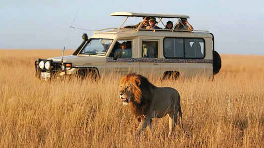 From Zanzibar: Mikumi National Park Day Trip with Flights, Jeep Safari and Lunch