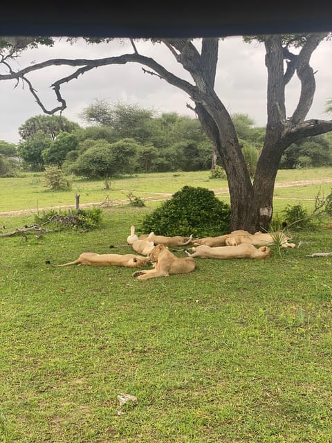 From Zanzibar: Mikumi National Park Guided Safari by Flight