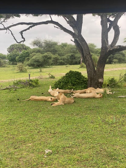 From Zanzibar: Mikumi National Park Guided Safari by Flight