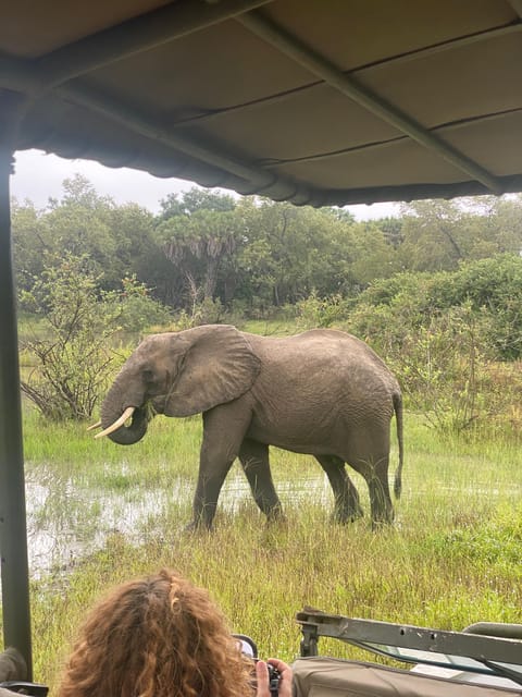 From Zanzibar: Mikumi National Park Guided Safari by Flight