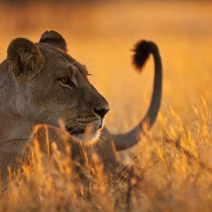 From Zanzibar: Mikumi National Park Safari Day Trip with Game Drive