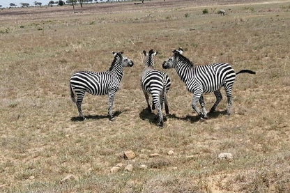 From Zanzibar: Mikumi National Park Safari Day Trip with Game Drive